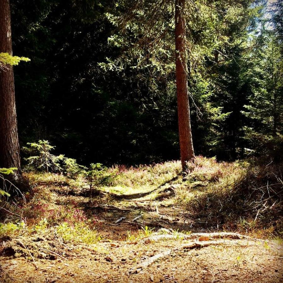 Appartmenthaus Birkenwald Ζέεφελντ Εξωτερικό φωτογραφία