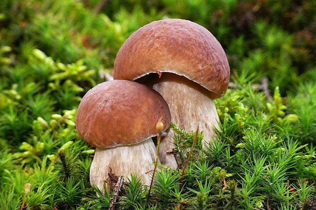 Appartmenthaus Birkenwald Ζέεφελντ Εξωτερικό φωτογραφία
